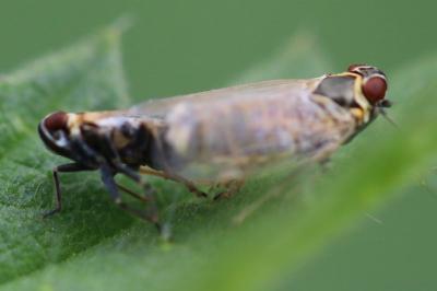 <i>Hyalesthes obsoletus</i>