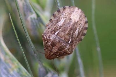 <i>Eurygaster</i>