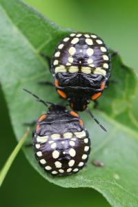 <i>Nezara viridula</i>