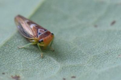 <i>Populicerus</i>
