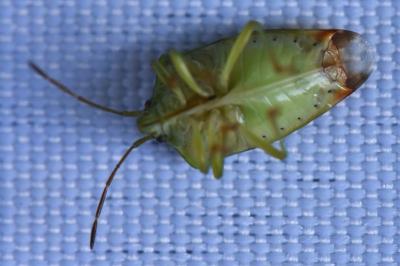 <i>Elasmostethus interstinctus</i>