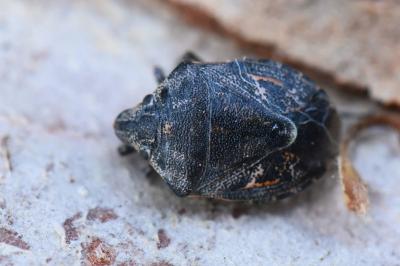 <i>Holcogaster fibulata</i>