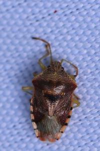 <i>Elasmucha grisea</i>