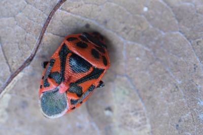 <i>Eurydema ornata</i>