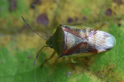 <i>Elasmostethus interstinctus</i>