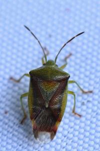 <i>Elasmostethus interstinctus</i>