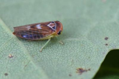 <i>Populicerus</i>