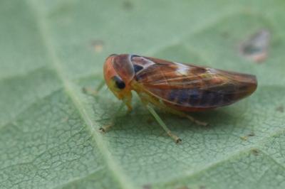 <i>Populicerus</i>