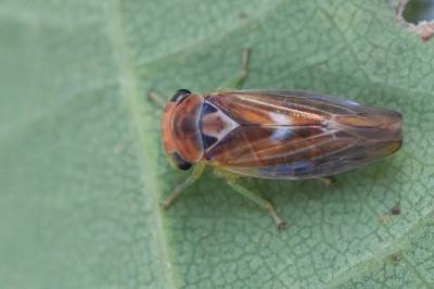 <i>Populicerus</i>