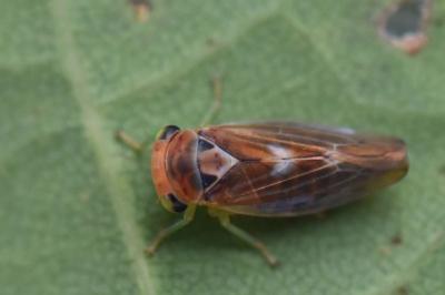 <i>Populicerus</i>