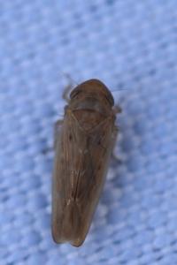 <i>Thamnotettix dilutior</i>