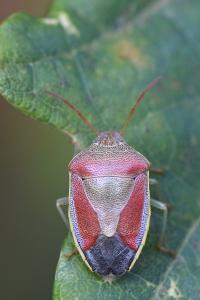 <i>Piezodorus lituratus</i>