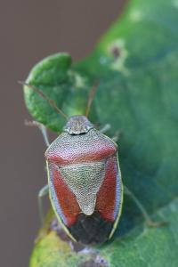<i>Piezodorus lituratus</i>