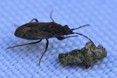 <i>Peritrechus gracilicornis</i>