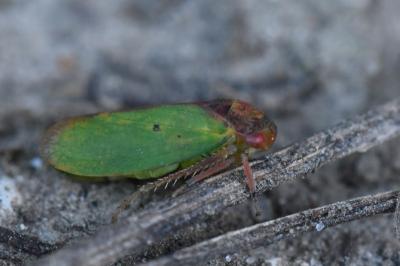 <i>Iassus lanio</i>