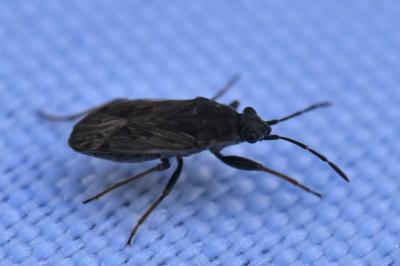 <i>Peritrechus gracilicornis</i>