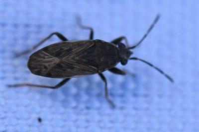 <i>Peritrechus gracilicornis</i>