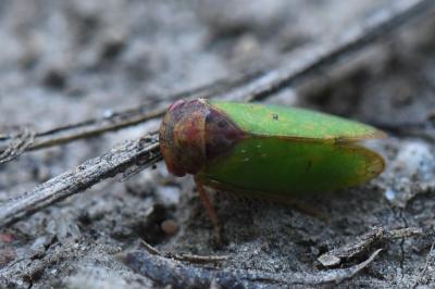 <i>Iassus lanio</i>