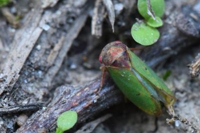 <i>Iassus lanio</i>