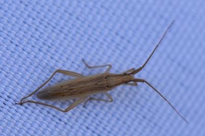 <i>Stenodema laevigata</i>