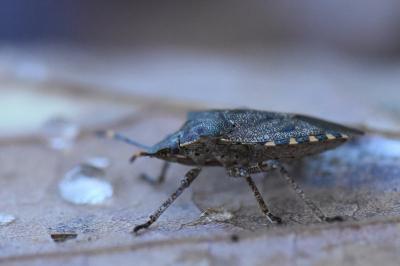 <i>Troilus luridus</i>