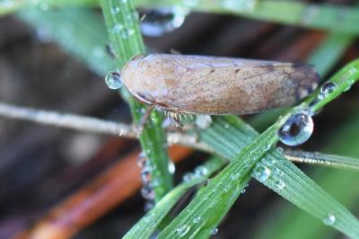 <i>Fieberiella florii</i>