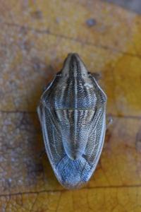 <i>Aelia acuminata</i>