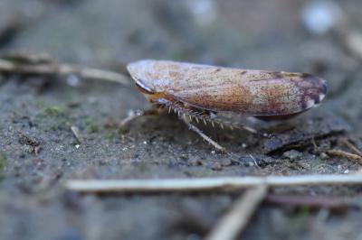 <i>Fieberiella florii</i>