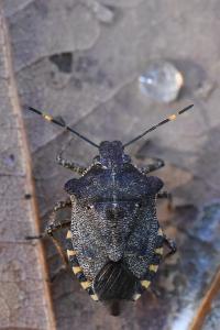 <i>Troilus luridus</i>