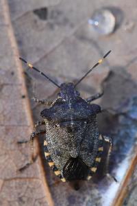 <i>Troilus luridus</i>