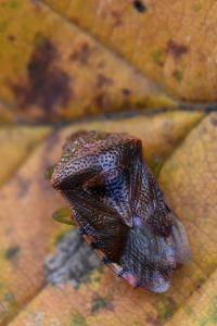 <i>Elasmucha grisea</i>