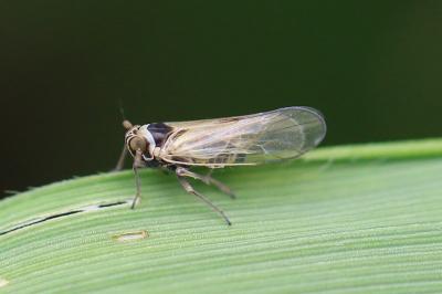 <i>Javesella</i>
