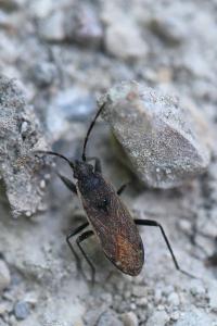 <i>Panaorus adspersus</i>