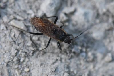 <i>Panaorus adspersus</i>