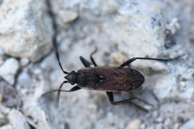 <i>Panaorus adspersus</i>