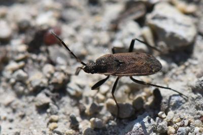 <i>Panaorus adspersus</i>