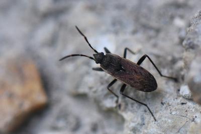 <i>Panaorus adspersus</i>