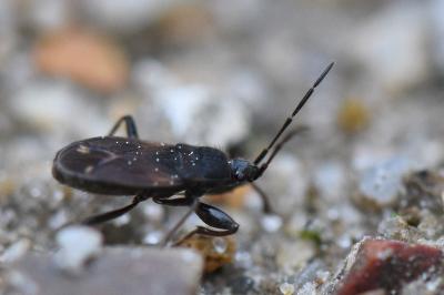 <i>Eremocoris plebejus</i>