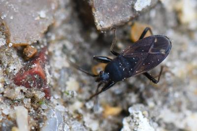 <i>Eremocoris plebejus</i>