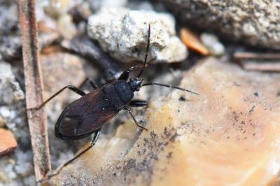 <i>Eremocoris plebejus</i>