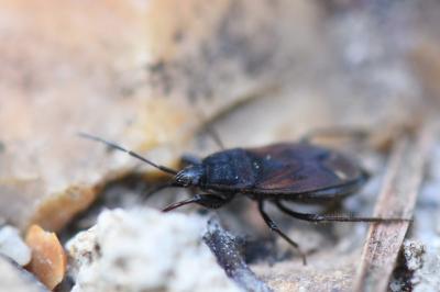 <i>Eremocoris plebejus</i>
