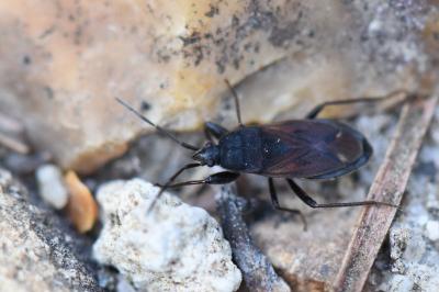 <i>Eremocoris plebejus</i>