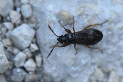 <i>Megalonotus antennatus</i>