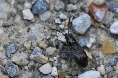 <i>Megalonotus antennatus</i>