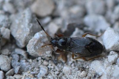<i>Megalonotus antennatus</i>