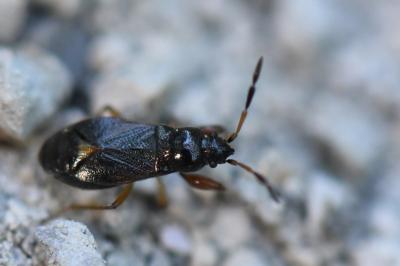 <i>Megalonotus antennatus</i>