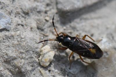 <i>Megalonotus antennatus</i>