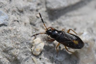 <i>Megalonotus antennatus</i>