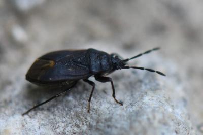 <i>Drymus ryeii</i>