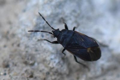 <i>Drymus ryeii</i>